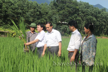 Cán bộ Phòng Nông nghiệp và Phát triển nông thôn huyện Yên Bình kiểm tra quá trình sinh trưởng và phát triển của lúa đông xuân.
