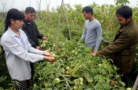 Nông dân xã Hạnh Sơn, huyện Văn Chấn trồng cà chua cho thu nhập trên 100 triệu đồng/ha/vụ.
