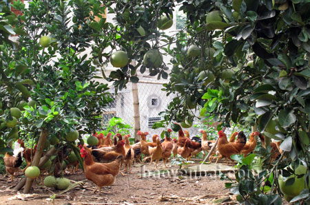 Mô hình nuôi gà trong vườn bưởi của gia đình chủ tịch UBND xã Bạch Hà cho thu nhập kinh tế cao.
