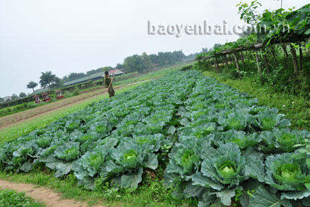 Nông dân xã Tuy Lộc chăm sóc những luống bắp cải cuối vụ.