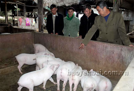 Cán bộ Hội Cựu chiến binh xã Tô Mậu thăm mô hình nuôi lợn nái của CCB Nguyễn Duy Hương, thôn Trung Tâm.
