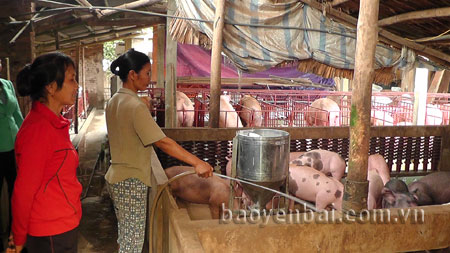 Gia đình chị Nguyễn Thị Hiền ở thôn Liên Phú, xã Văn Phú, thành phố Yên Bái mỗi năm xuất bán khoảng 20 tấn lợn hơi, cho thu nhập 100 triệu đồng.
