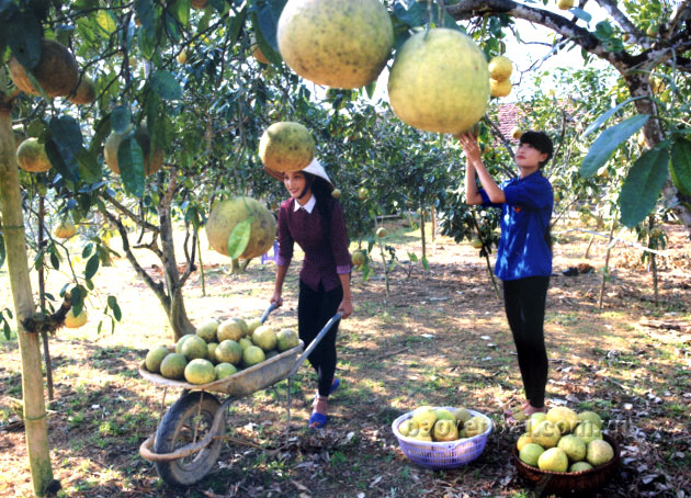 Mùa thu hoạch bưởi ở xã Đại Minh.
(Ảnh: Thanh Miền)