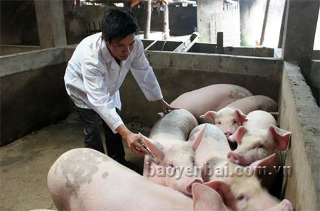 Chăn nuôi an toàn là phải tiêm phòng cho đàn vật nuôi.
