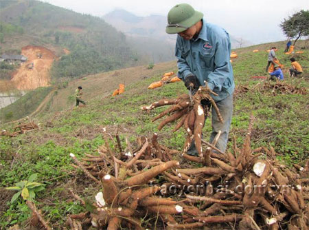 Nông dân Văn Yên thu hoạch những gốc sắn cuối mùa.
