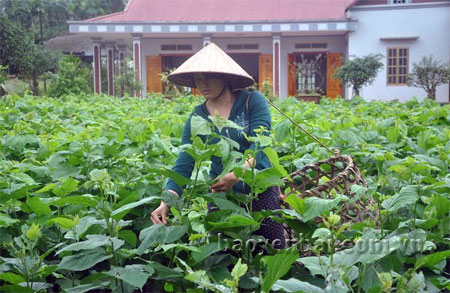 Xã Báo Đáp tập trung phát triển nghề trồng dâu nuôi tằm, hiện có 40 ha dâu, trong đó 20 ha trồng mới trong năm 2015.