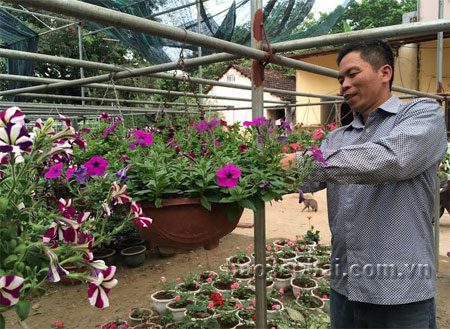 Ông Đàm Minh Thảo - Chủ nhà vườn Thảo Bích đang chăm sóc những giỏ hoa treo.

