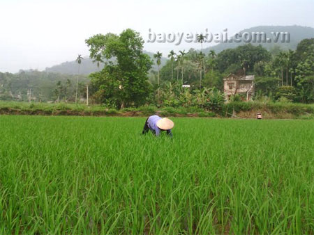 Nông dân xã Yên Thắng chăm sóc lúa đông xuân.