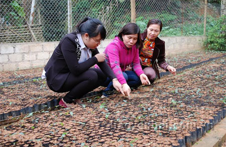 Mô hình ươm cây giống của gia đình chị Nguyễn Thị Hải Yến tổ 34, phố Điện Biên, phường Đồng Tâm, thành phố Yên Bái.