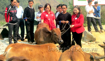 Lãnh đạo Hội Chữ thập đỏ tỉnh Yên Bái trao bò hỗ trợ trong Dự án “Ngân hàng bò” cho người dân được hưởng lợi tại huyện Mù Cang Chải.
