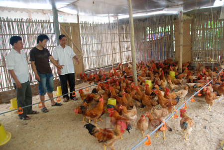 Nguyễn Văn Mừng (đứng giữa) giới thiệu với các đồng chí lãnh đạo xã Liễu Đô, huyện Lục Yên mô hình chăn nuôi gà thịt chất lượng cao của gia đình.