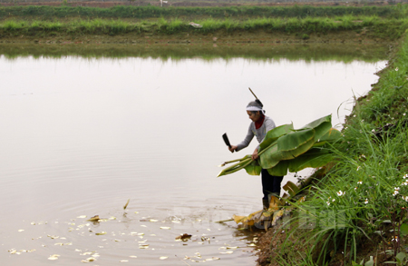 Những ruộng lúa gieo cấy một vụ nay trở thành ao nuôi cá có thu nhập cao ở Minh Quân.
