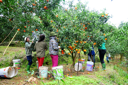 Nông dân Văn Chấn thu hoạch cam.
