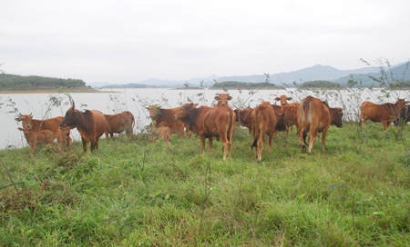 Mô hình nuôi bò của gia đình chị Quyền Thị Vụ ở xã Vĩnh Kiên, huyện Yên Bình mỗi năm cho thu nhập 100 triệu đồng


