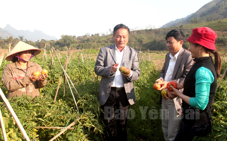 Lãnh đạo Phòng Nông nghiệp và Phát triển nông thôn huyện Văn Chấn thăm ruộng cà chua của gia đình chị Trần Thị Hường ở thôn Hà Thịnh, xã Sơn Thịnh.
