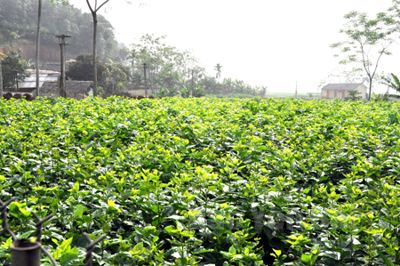 Trấn Yên quy hoạch vùng trồng dâu nuôi tằm với diện tích 300 ha.
