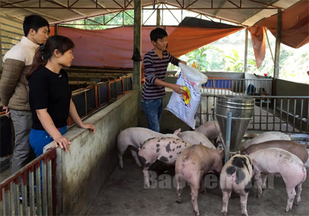 Một mô hình phát triển chăn nuôi lợn mang lại thu nhập ổn định của đoàn viên thanh niên ở xã Lương Thịnh, huyện Trấn Yên.