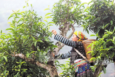 180 ha chè Shan tuyết ở Phình Hồ đem lại nguồn thu hơn 2,4 tỷ đồng cho người dân mỗi năm..