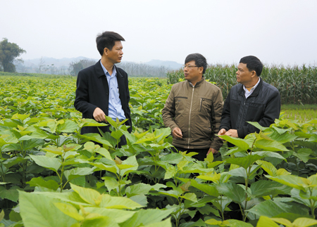 Đồng chí Nguyễn Thế Phước - Bí thư Huyện ủy (bên trái) trao đổi với lãnh đạo xã Báo Đáp về phát triển cây dâu tằm, nâng cao thu nhập cho nhân dân.