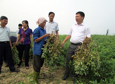 Lãnh đạo huyện Yên Bình kiểm tra việc canh tác lạc dưới cốt nước hồ Thác Bà.