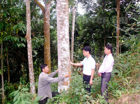 Ông Lý Văn Dòng (bên trái) ở thôn Khe Cam có 11 ha quế.