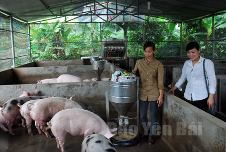 Lãnh đạo Hội Phụ nữ xã Đông An thăm mô hình chăn nuôi lợn của gia đình hội viên Trần Thị Đông ở thôn Đức Tiến.
