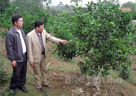 Toàn xã Yên Thắng đã có 98 ha cây ăn quả, trong đó có 15 ha cam, quýt giống mới.
