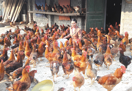 Chị Nguyễn Thị Tuyết Nhung ở thôn 4, xã Phúc Lộc, thành phố Yên Bái chăn nuôi gà mang lại hiệu quả kinh tế cao. (Ảnh: Nhật Lệ)