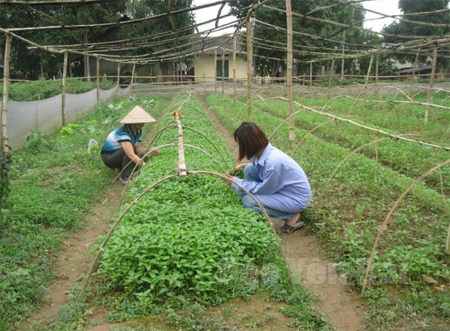Sản xuất rau an toàn ở xã Tuy Lộc, thành phố Yên Bái.