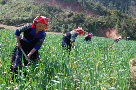 Đồng bào Mông huyện Mù Cang Chải chăm sóc lúa mì.
