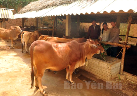 Mô hình phát triển chăn nuôi trâu, bò của đoàn viên thanh niên ở xã Tân Đồng, huyện Trấn Yên.
