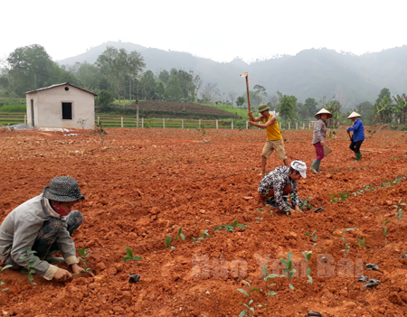 Cây chè Bát tiên được nhiều hộ dân xã Hưng Khánh lựa chọn để phát triển kinh tế, xóa đói giảm nghèo.