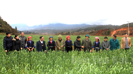 Lãnh đạo huyện Mù Cang Chải thăm mô hình phát triển cây lúa mì  ở xã Nậm Khắt.