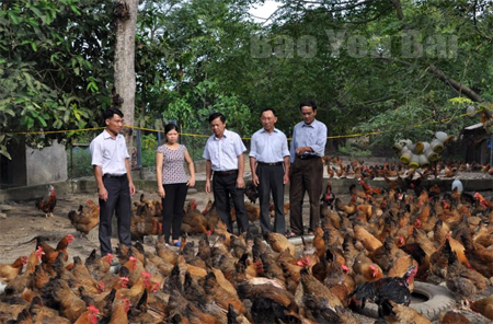 Lãnh đạo huyện Lục Yên thăm quan mô hình nuôi gà đặc sản ở địa phương cho hiệu quả kinh tế cao.