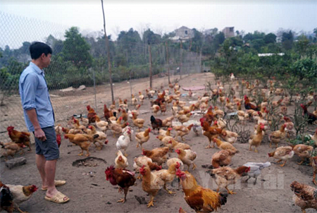 Mô hình kinh tế với quy mô 600 con gà đẻ trứng của gia đình ông Đinh Xuân Trung.