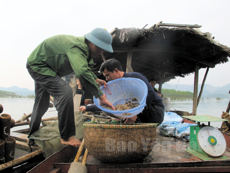 Người dân đánh bắt tôm trên hồ Thác Bà.
(Ảnh: Mạnh Cường)