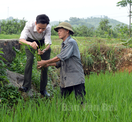 Cán bộ nông lâm xã Báo Đáp hướng dẫn nông dân cách chăm sóc, phòng trừ sâu bệnh hại lúa xuân.