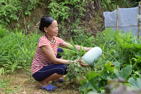 Gia đình chị Chu Thị Đánh ở thôn 2 Khe Giềng, xã Quang Minh có thêm nhiều loại rau ăn trong vườn nhà ngoài rau trồng trên nương.