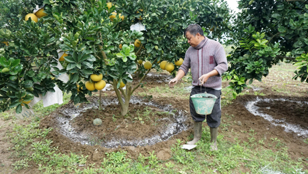 Mô hình trồng bưởi đem lại hiệu quả cao của gia đình ông Đặng Văn Trung, thôn Bản Chanh, xã Phù Nham, huyện Văn Chấn.
