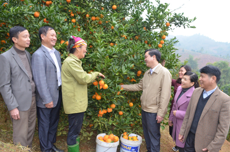 Nông dân Văn Chấn thu hoạch cam.
