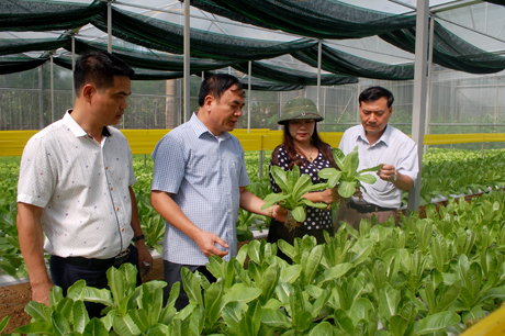 Cơ sở sản xuất rau sạch công nghệ cao bằng phương pháp thủy canh, theo tiêu chuẩn VietGAP tại thôn Bảo Minh, xã Minh Bảo, thành phố Yên Bái.