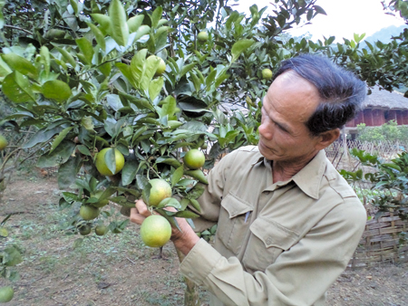 Huyện Lục Yên tiếp tục khuyến khích người dân mở rộng diện tích trồng cam.