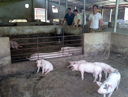 Hiện nay, gia đình anh Nguyễn Duy Hưng chỉ chăn nuôi cầm chừng để nghe ngóng giá cả và thị trường.
