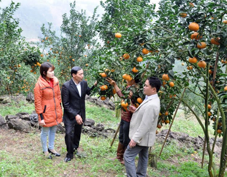 Huyện Lục Yên đã hình thành vùng cây ăn quả có múi trên 723 ha.
