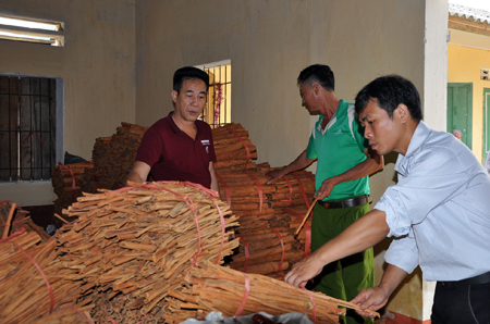 HTX Quế hồi Việt Nam có trụ sở tại xã Đào Thịnh, huyện Trấn Yên đi vào hoạt động mang lại hiệu quả kinh tế cao.