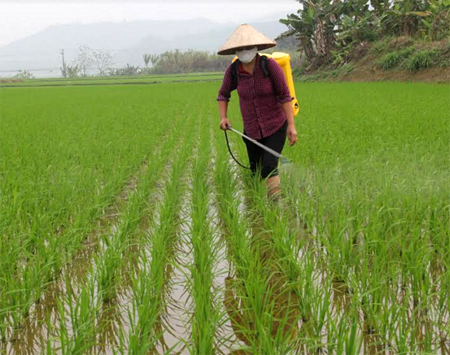 Nông dân xã An Thịnh phun thuốc trừ cỏ cho lúa xuân.