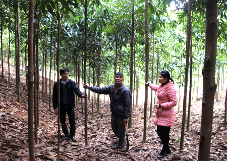 Đồi quế trên 10 ha của gia đình ông Nguyễn Xuân Dương, thôn 4, xã Tân Đồng (người đứng giữa) cho thu nhập trên 100 triệu đồng/năm từ thu cành lá.
