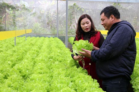 Mô hình trồng rau thủy canh của Công ty cổ phần Doanh nhân trẻ Yên Bái tại thôn Bảo Thịnh, xã Minh Bảo, thành phố Yên Bái.