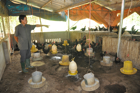 Phát triển các gia trại chăn nuôi theo hướng sản xuất hàng hóa được coi là thế mạnh của xã An Bình trong những năm trở lại đây.