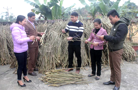 Cán bộ xã Việt Thành cùng nhân dân kiểm tra chất lượng giống cây dâu tằm.